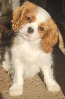 Bugs, a male Cavalier King Charles Spaniel for sale in Stamping Ground, KY – Photo 1 of 7