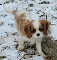 Bugs, a male Cavalier King Charles Spaniel for sale in Stamping Ground, KY – Photo 2 of 7