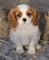 Bugs, a male Cavalier King Charles Spaniel for sale in Stamping Ground, KY – Photo 5 of 7
