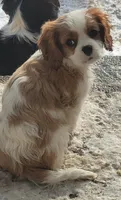 Bugs, a male Cavalier King Charles Spaniel for sale in Stamping Ground, KY – Photo 7 of 7