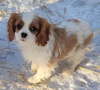 Bugs, a male Cavalier King Charles Spaniel for sale in Stamping Ground, KY – Photo 4 of 7
