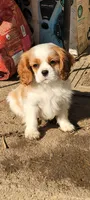 Bugs, a male Cavalier King Charles Spaniel for sale in Stamping Ground, KY – Photo 3 of 7