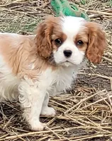 Bugs, a male Cavalier King Charles Spaniel for sale in Stamping Ground, KY – Photo 6 of 7