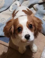 Fonzie, a male Cavalier King Charles Spaniel for sale in Stamping Ground, KY – Photo 1 of 3