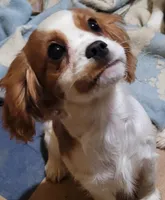 Fonzie, a male Cavalier King Charles Spaniel for sale in Stamping Ground, KY – Photo 2 of 3