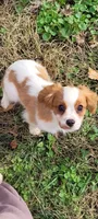 Fonzie, a male Cavalier King Charles Spaniel for sale in Stamping Ground, KY – Photo 3 of 3