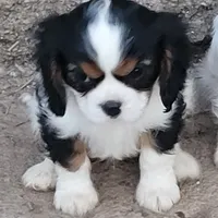 Zippy, a male Cavalier King Charles Spaniel for sale in Stamping Ground, KY – Photo 6 of 8