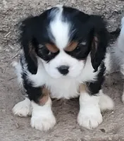 Zippy, a male Cavalier King Charles Spaniel for sale in Stamping Ground, KY – Photo 3 of 5