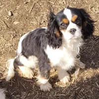 Zippy, a male Cavalier King Charles Spaniel for sale in Stamping Ground, KY – Photo 3 of 8