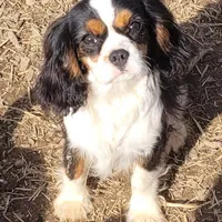 Zippy, a male Cavalier King Charles Spaniel for sale in Stamping Ground, KY – Photo 1 of 8