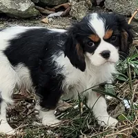 Zippy, a male Cavalier King Charles Spaniel for sale in Stamping Ground, KY – Photo 4 of 8