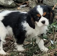 Zippy, a male Cavalier King Charles Spaniel for sale in Stamping Ground, KY – Photo 1 of 5
