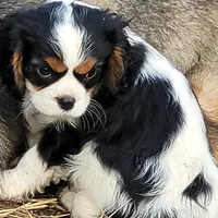 Zippy, a male Cavalier King Charles Spaniel for sale in Stamping Ground, KY – Photo 7 of 8