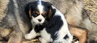 Zippy, a male Cavalier King Charles Spaniel for sale in Stamping Ground, KY – Photo 4 of 5