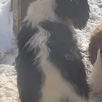 Zippy, a male Cavalier King Charles Spaniel for sale in Stamping Ground, KY – Photo 5 of 8