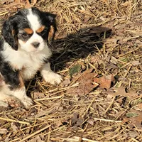 Zippy, a male Cavalier King Charles Spaniel for sale in Stamping Ground, KY – Photo 8 of 8