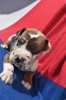 Purple Collar , a male Great Dane for sale in Alvarado, TX – 1 of 5