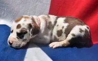 Light Pink, a female Great Dane for sale in Alvarado, TX – 3 of 5