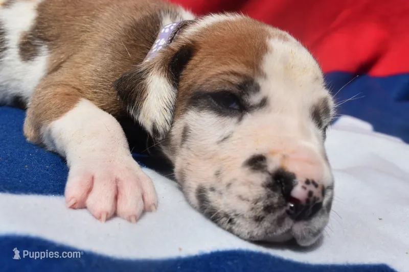 Lavender – Great Dane puppy for sale in Alvarado, TX