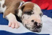 Lavender, a female Great Dane for sale in Alvarado, TX – 1 of 5