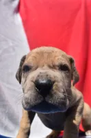 Lime Green, a female Great Dane for sale in Alvarado, TX – 2 of 5
