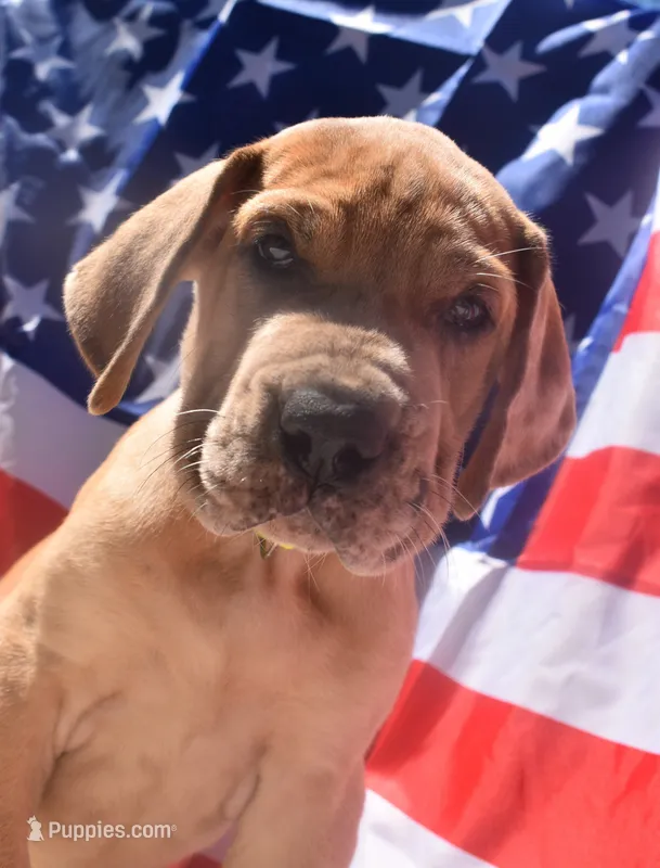 Lime Green – Great Dane puppy for sale in Alvarado, TX
