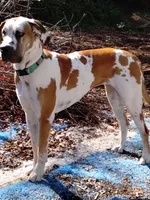 Lavender Collar, a female Great Dane for sale in Alvarado, TX – 7 of 7