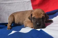 Blue Collar, a male Great Dane for sale in Alvarado, TX – 2 of 5