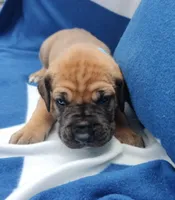 Light Blue Collar, a female Great Dane for sale in Alvarado, TX – 2 of 5