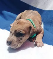 Turquoise Collar, a female Great Dane for sale in Alvarado, TX – 2 of 5