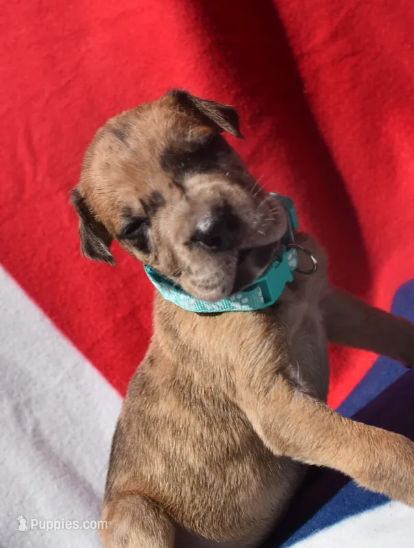 Turquoise Collar – Great Dane puppy for sale in Alvarado, TX