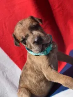 Turquoise Collar, a female Great Dane for sale in Alvarado, TX – 1 of 5