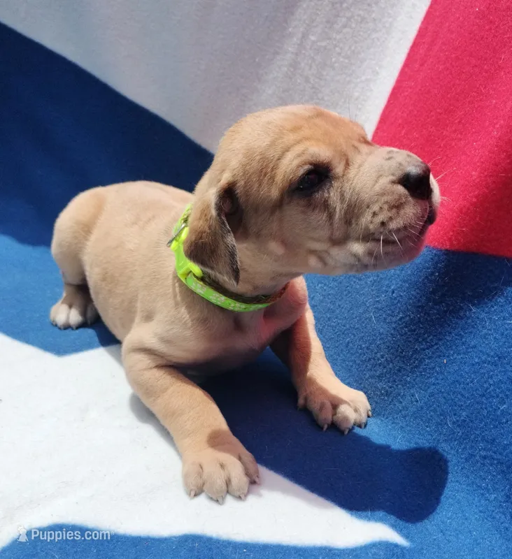 Lime Green – Great Dane puppy for sale in Alvarado, TX