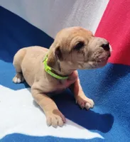 Lime Green, a female Great Dane for sale in Alvarado, TX – 1 of 5