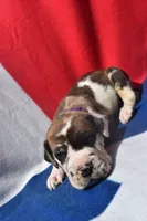 Purple Collar , a male Great Dane for sale in Alvarado, TX – 2 of 5