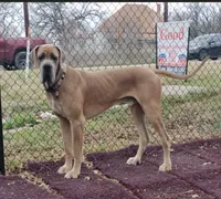 Lavender Collar, a female Great Dane for sale in Alvarado, TX – 6 of 7