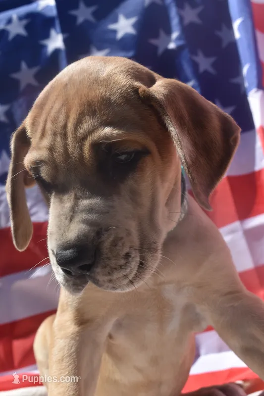Turquoise Collar – Great Dane puppy for sale in Alvarado, TX
