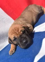 Light Blue Collar, a female Great Dane for sale in Alvarado, TX – 3 of 5