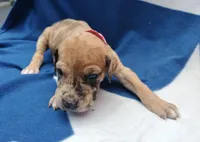 Hot Pink Collar, a female Great Dane for sale in Alvarado, TX – 3 of 5