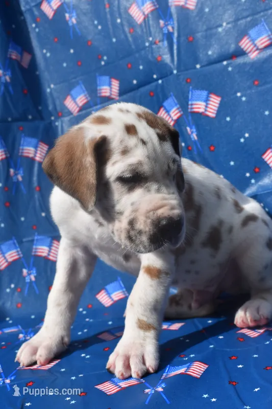 Black Collar – Great Dane puppy for sale in Alvarado, TX