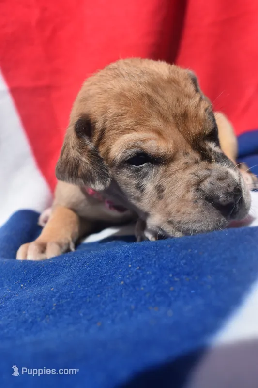 Hot Pink Collar – Great Dane puppy for sale in Alvarado, TX