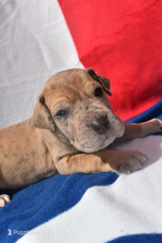 Green Collar – Great Dane puppy for sale in Alvarado, TX