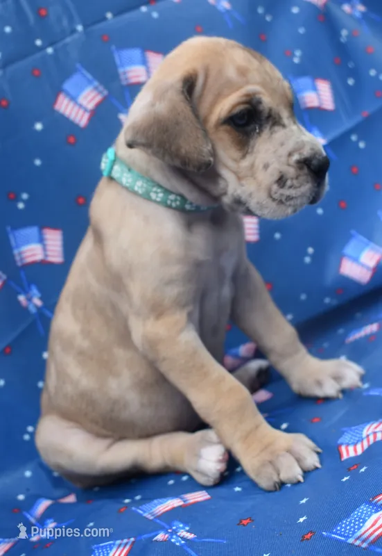 Turquoise Collar – Great Dane puppy for sale in Alvarado, TX