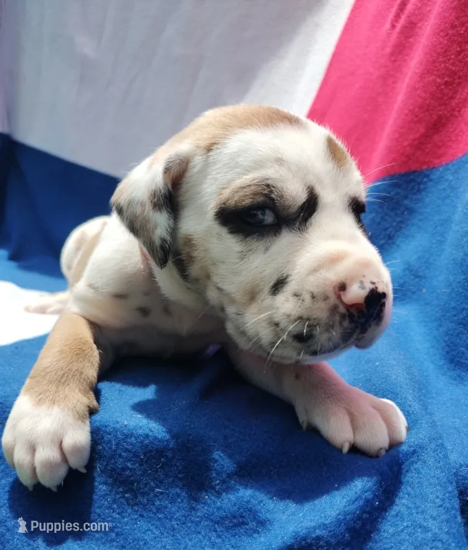 Light Pink – Great Dane puppy for sale in Alvarado, TX