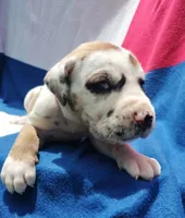 Light Pink, a female Great Dane for sale in Alvarado, TX – 1 of 5