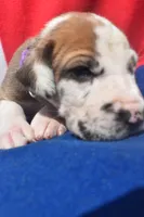 Lavender, a female Great Dane for sale in Alvarado, TX – 2 of 5