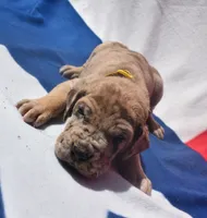 Yellow Collar, a male Great Dane for sale in Alvarado, TX – 2 of 5