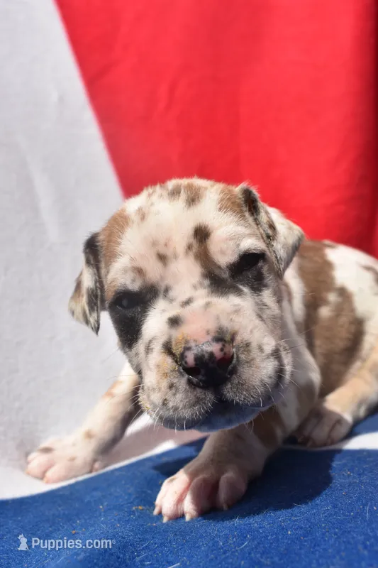 Red Collar – Great Dane puppy for sale in Alvarado, TX