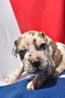 Red Collar, a male Great Dane for sale in Alvarado, TX – 1 of 5