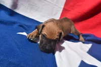 Brown Collar, a male Great Dane for sale in Alvarado, TX – 3 of 5